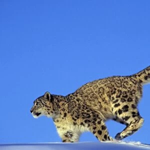 Snow Leopard TOM 590 Running across snow (using tail to help maintain balance). Panthera uncia © Tom & Pat Leeson / ardea. com 4MR383