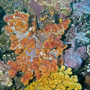 Soft Corals - both these corals are the same species - Indonesia