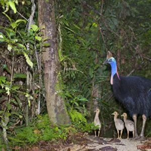 Southern Cassowary - adult male and three of his chicks stand amidst tropical rainforest - Tam O'Shanter State Forest, Wet Tropics World Heritage Area, Queensland, Australia
