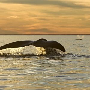 Southern Right Whale - tail, sunset Off Puerto Piramide, Valdes Peninsula, Chubut Province, Patagonia, Argentina