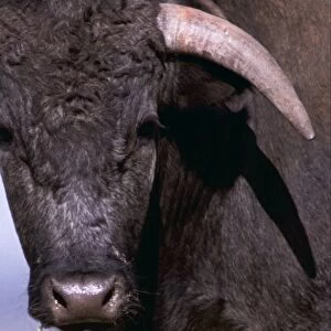Spanish Bull WAT 637 (C) Cattle. Head shot crop © M. Watson / ARDEA LONDON