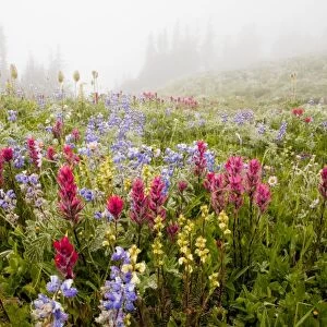 Spectacular summer alpine flowers including Magenta Paintbrush Castilleja parviflora, Lupins (lupines) and Western Pasque Flowers, in the mist on Mount Rainier National Park, Washington, USA, North America
