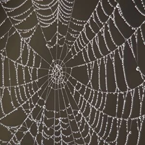 Spider's Web - with morning dew