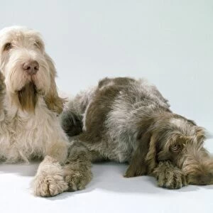Spinone Dogs