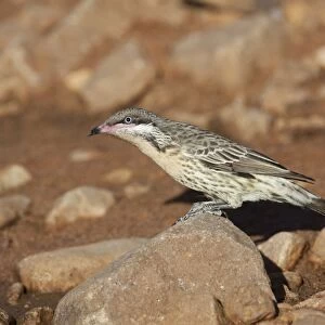 Spiny-cheeked Honeyeater - Coming to drink at a pool near Canteen Creek Aboriginal Community, Northern Territory, Australia