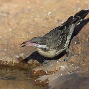 Spiny-cheeked Honeyeater - drinking at a small pool - near Ti Tree, Northern Territory, Australia