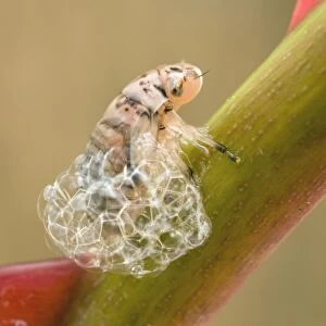 Spit Bug / Froghopper nymph - making bubble enclosure on rose stem - UK