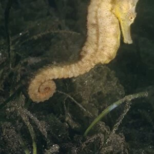 Spotted / Common / Estuary / Yellow / Kuda Seahorse - Indo-pacific, Indonesia