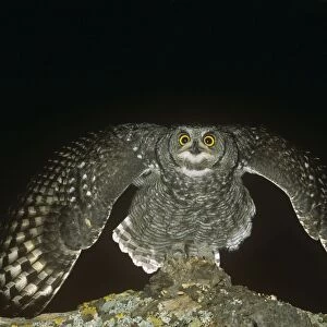Spotted Eagle Owl - threatening