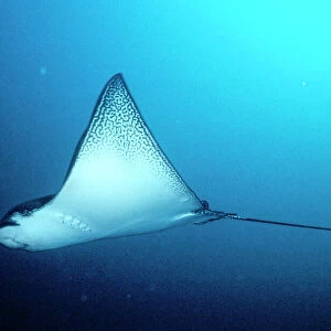 Spotted Eagle Ray Galapagos