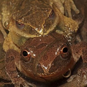 Spring Peepers (Pseudacris crucifer) - Pair in amplexus - New York - USA - Quite small chorus frog - Seldom seen - Emerges during the first rains of the year - Mating season from March to May - Emits a distinctive loud rising