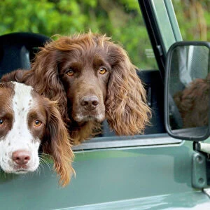 Springer Spaniel Dog - & Field Spaniel looking out of car window