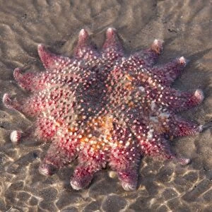 Starfish - Stranded individual on a beach. Norfolk, UK