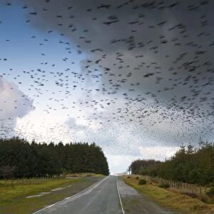 Starlings - going to roost - Davidstow - Cornwall - UK
