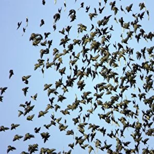 Starlings-Panic in flock due to presence of sparrowhawk Lower Saxony, Germany