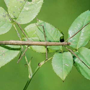 Stick Insect PPG 534 Clonopsis gallica © Pascal Goetgheluck / ARDEA LONDON