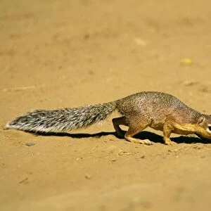 Striped Ground Squirrel - sniffing ground - Kenya JFL17468