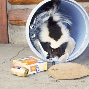 Striped Skunk - at dustbin
