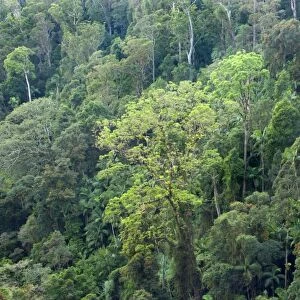 Subtropical rainforest - sideways view from above into the canopy of a lush subtropical rainforest at Purling Brook Falls - Sprinbrook National Park, Central Eastern Australian Rainforest World Heritage Area, Queensland, Australia