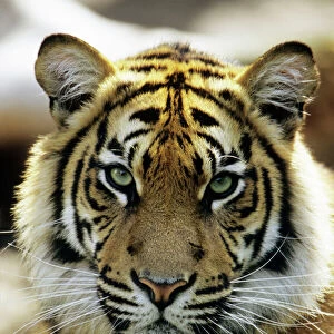 Sumatra Tiger - portrait, Bavaria, Germany