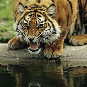 Sumatra Tiger - snarling, Bavaria, Germany