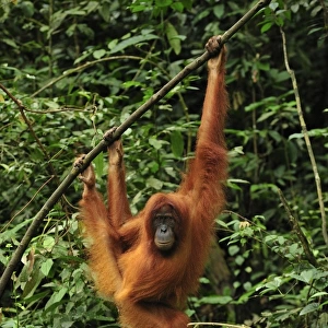 Sumatran Orangutan - hanging from tree. Gunung Leuser National Park - Northern Sumatra - Indonesia