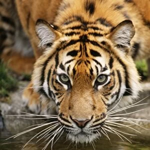 Sumatran Tiger - Portrait