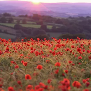 Sun on Dartmoor Devon horizon illuminates rolling landscape of fields and woodland with foreground rich crop of poppies amid ripening barley backlit vivid red