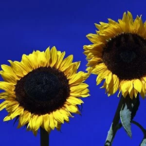 Sunflower- against blue sky, Hessen, Germany
