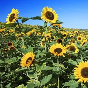 Sunflower - crop in field, Lower Saxony, Germany
