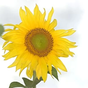 Sunflower Norfolk UK