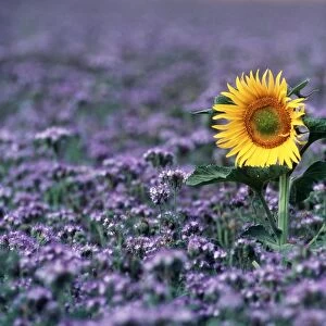 SUNFLOWER - In purple flowerfield