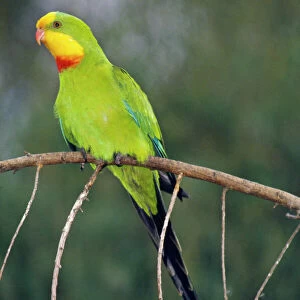 Superb Parrot - male. Threatened species of Riverine & Flood Plain country in South East & Central New South Wales
