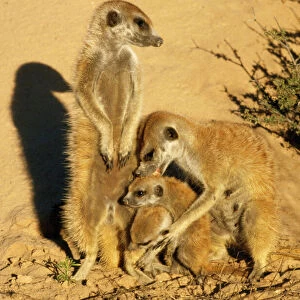 Suricate / Meerkat - adult grooming young Kalahari South Africa