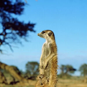 Suricate / Meerkat - nursemaid with young Kalahari Desert, Africa