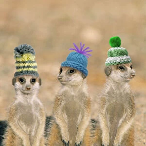 Suricate / Meerkat - wearing woolly hats. Digital Manipulation: Hats (Su)