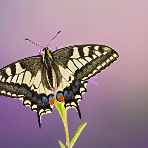 Swallowtail - on flower wings open 005761