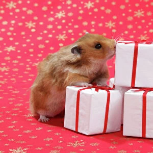 Syrian Hamster with Christmas presents