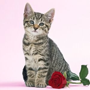 Tabby Cat - kitten with rose