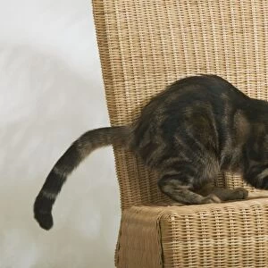 Tabby Cat - scratching chair