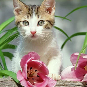 Tabby White Kitten - with pink tulip