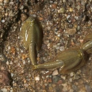 Tadpole Shrimp - (Probably)Triops sp. May live for years in dry soil as eggs-eggs hatch and develop quickly when rains come-inhabit temporary pools in deserts-Crustaceans-Order Notostraca E50T07168