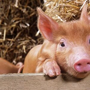 Tamworth Pig - piglet looking over pen