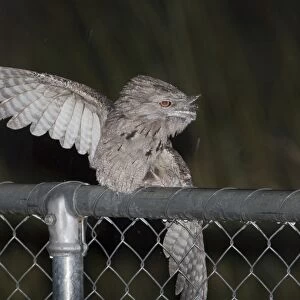Tawny Frogmouth rain bathing This common well known Frogmouth is found in a wide variety of habitats right throughout Australia except for treeless deserts. Despite it being the wet season there had been no rain for some days