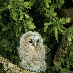 Tawny Owl LB 10320 Baby Strix aluco © Ian beames / ARDEA LONDON