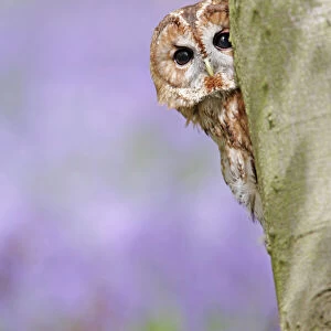 Tawny Owl - looking around tree in bluebell wood - Bedfordshire - UK 007298
