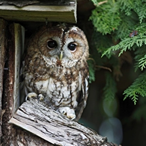 Tawny Owl - roosting by shed 8390