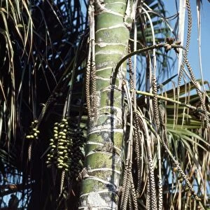 Thatch / Kentia Palm - showing fruits