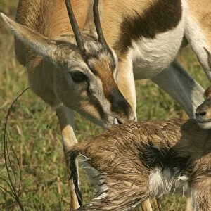 Thomson's Gazelle Adult and young Maasai Mara, Kenya, Africa