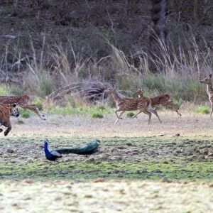 Tiger - Chasing spotted deer (axis axis) Ranthambhore National Park, Rajasthan, India